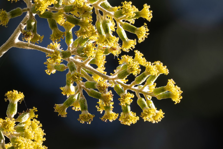 Moquiniastrum polymorphum