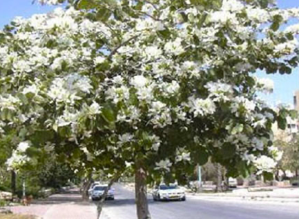Bauhinia forficata