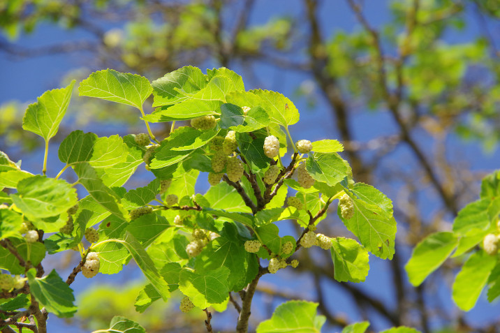 Morus alba