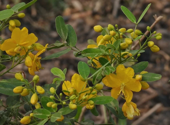 Senna pendula