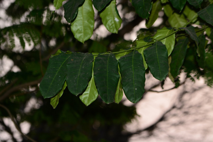 Khaya grandifoliola