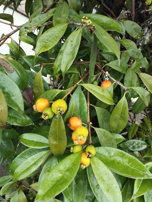 Eugenia acutata