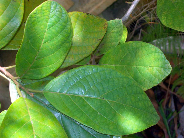 Litsea leefeana
