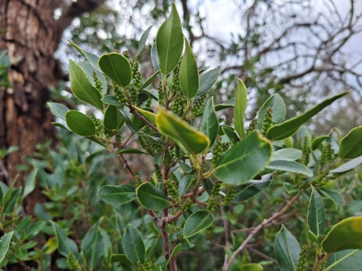 Rhamnus alaternus