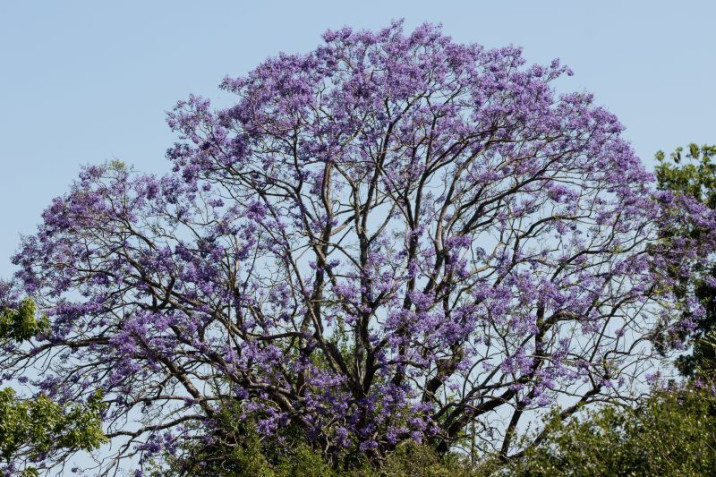 Jacaranda mimosifolia