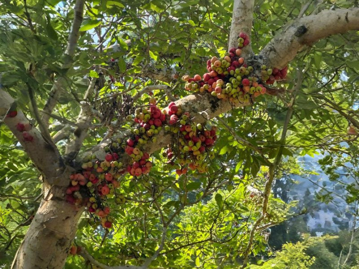 Ficus racemosa
