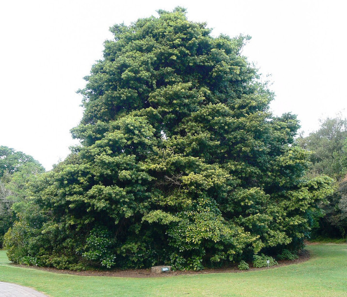 Podocarpus latifolius