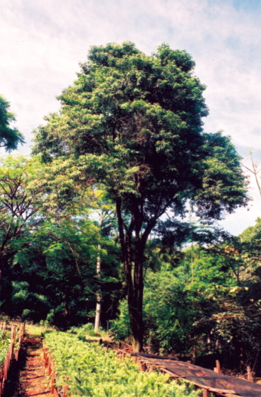 Cordia ecalyculata
