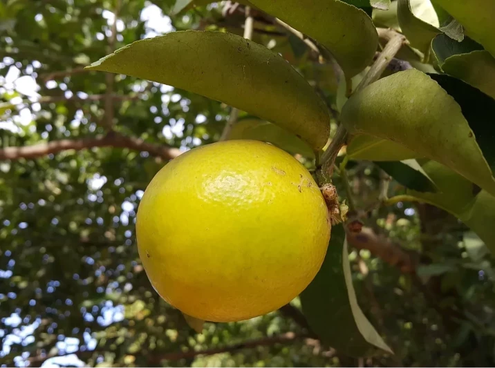 Citrus limettioides