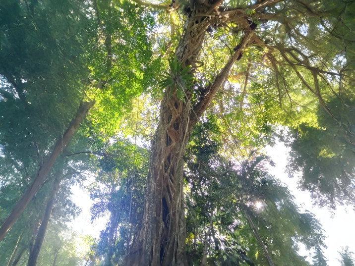 Ficus watkinsiana