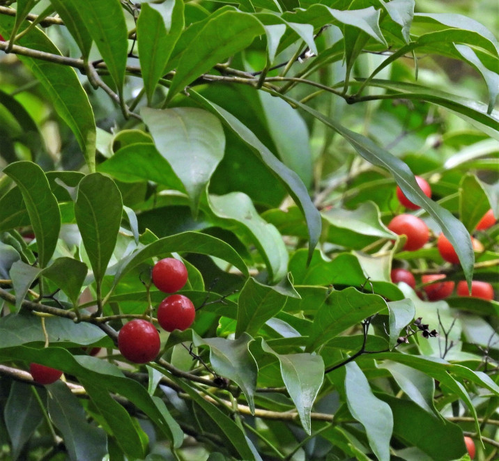 Cordia ecalyculata
