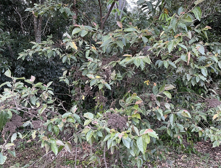 Commersonia bartramia