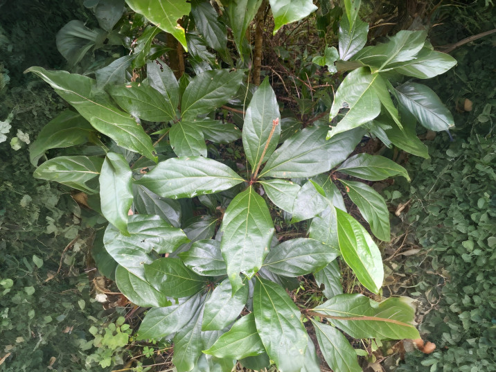 Neolitsea dealbata