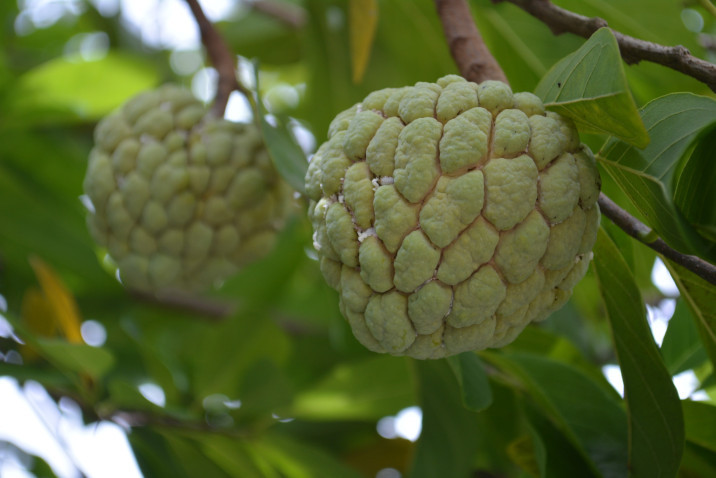 Annona squamosa