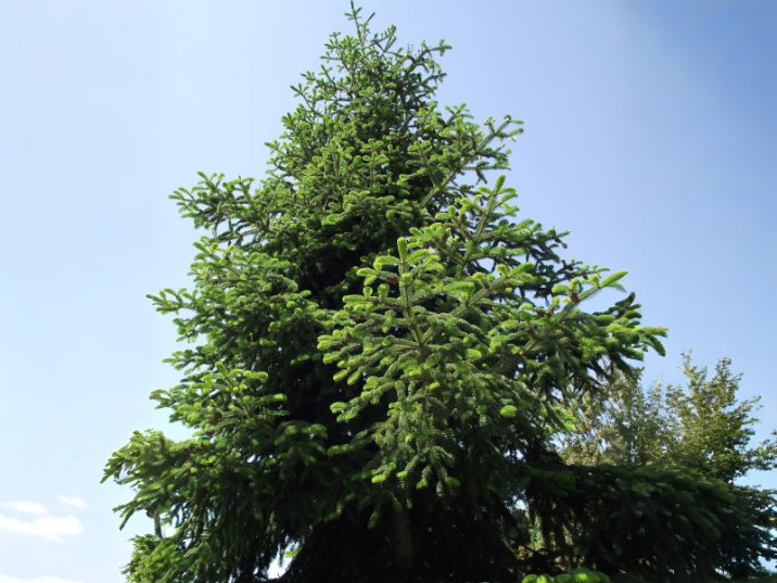 Abies bornmuelleriana