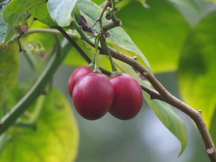 Solanum betaceum