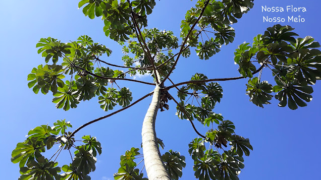 Cecropia glaziovii
