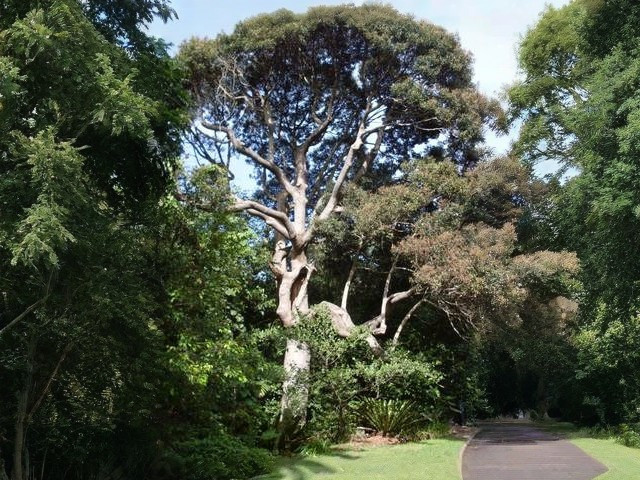 Cryptocarya obovata
