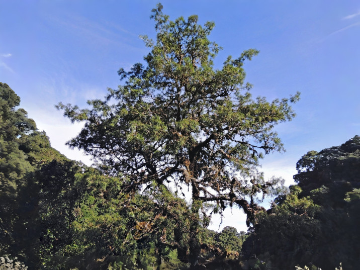 Podocarpus parlatorei