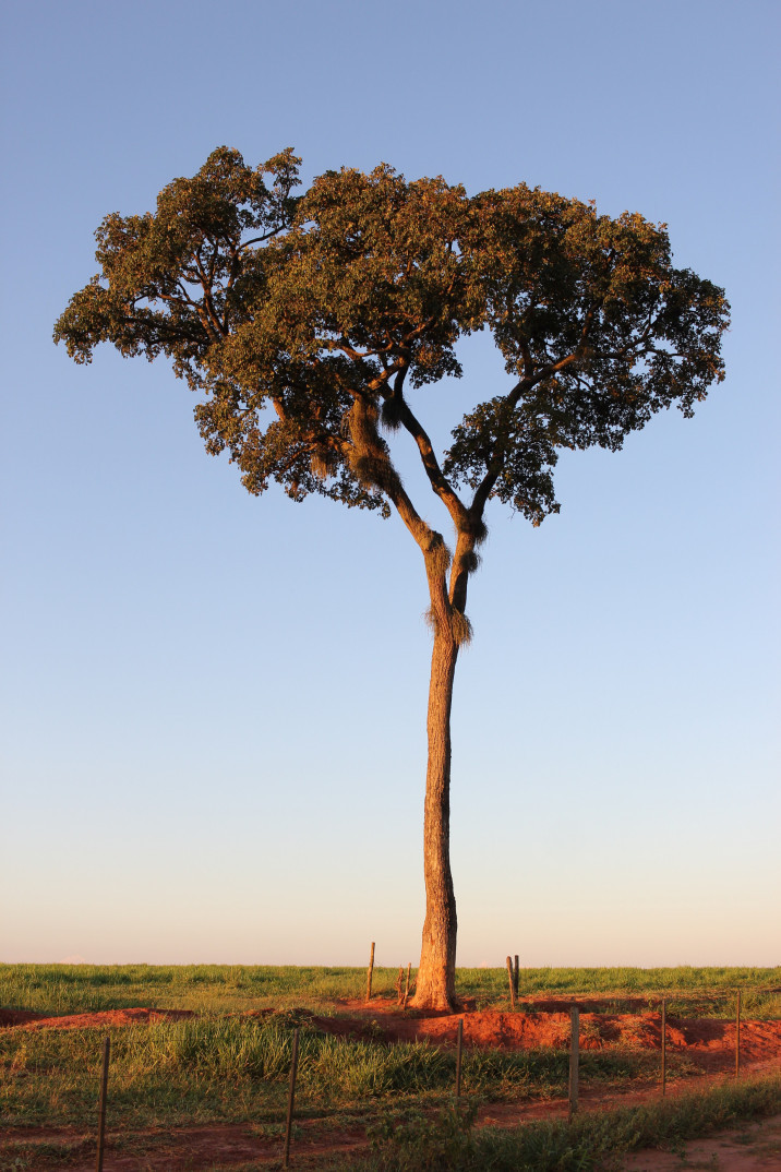 Handroanthus ochraceus