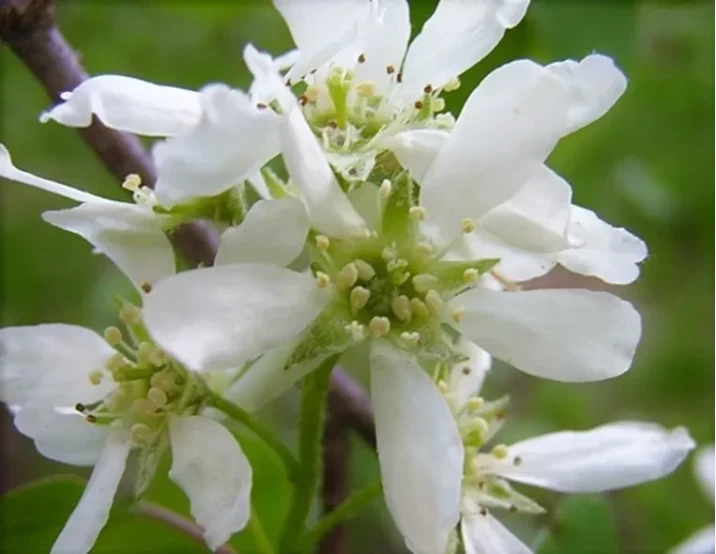 Amelanchier canadensis