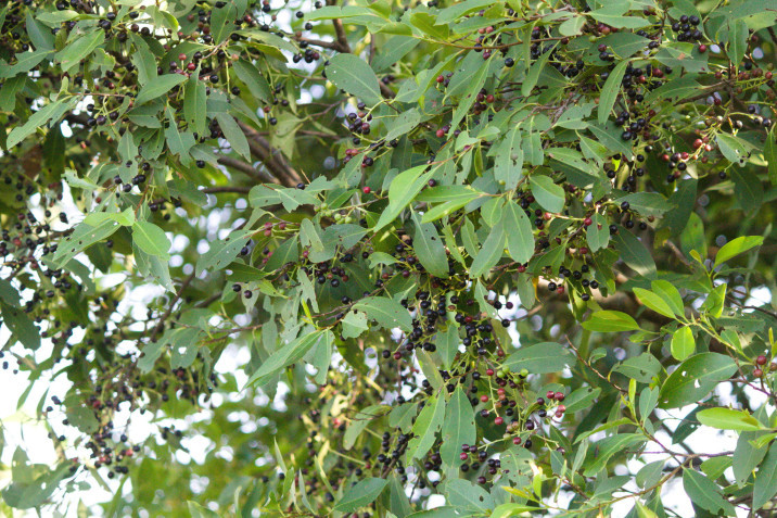 Prunus myrtifolia