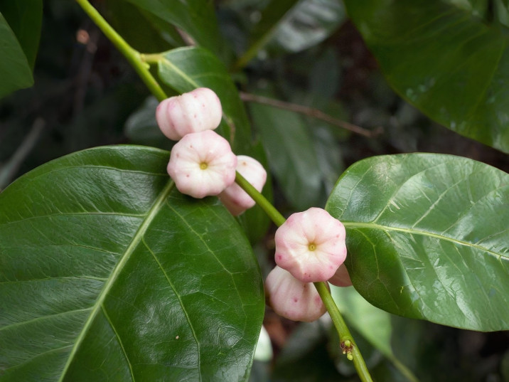 Glochidion harveyanum