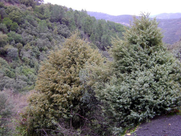 Juniperus oxycedrus subsp. oxycedrus