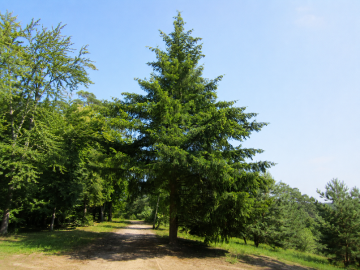 Picea abies