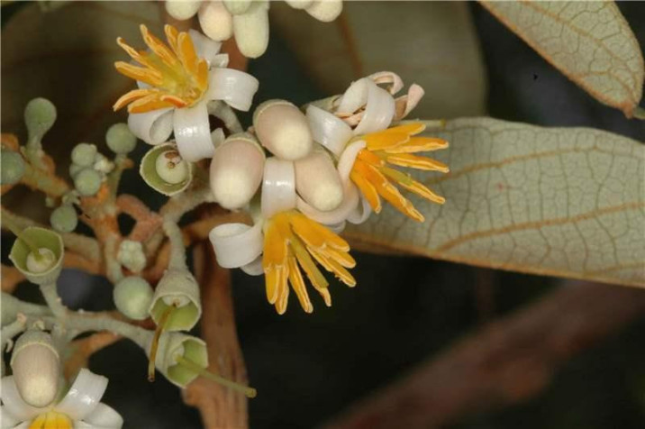 Styrax camporum