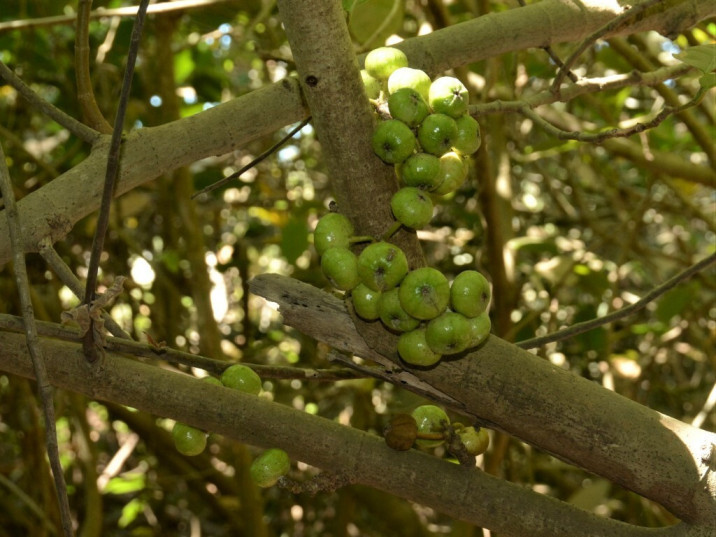 Ficus congesta