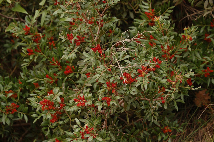 Pistacia lentiscus