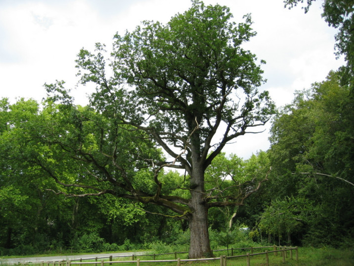 Quercus petraea