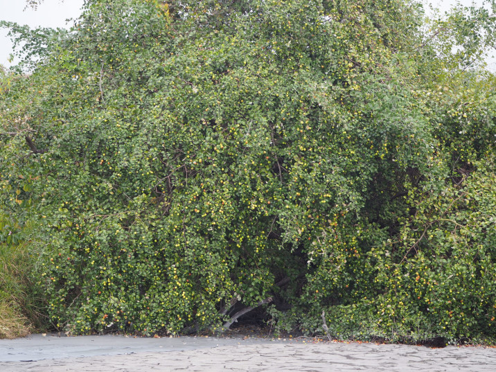 Ziziphus mauritiana