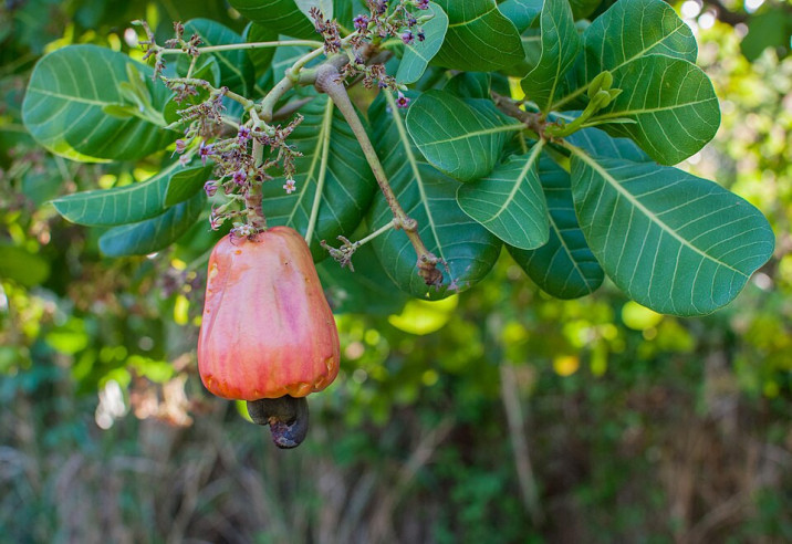Anacardium occidentale