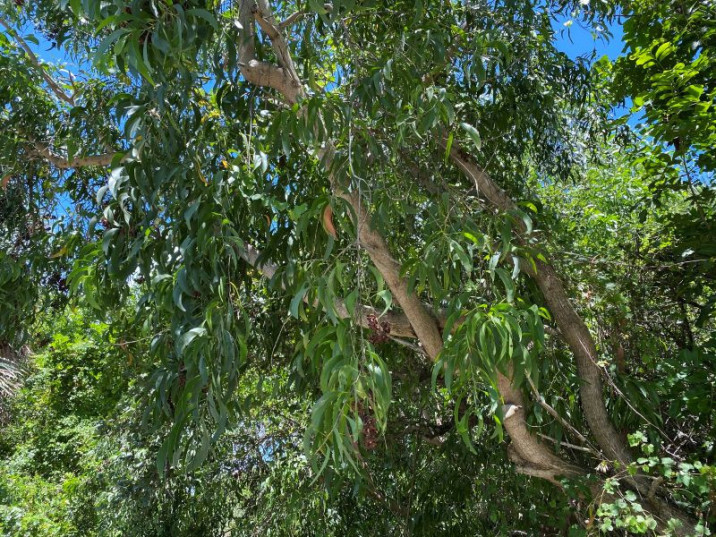 Acacia auriculiformis