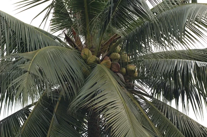 Cocos nucifera