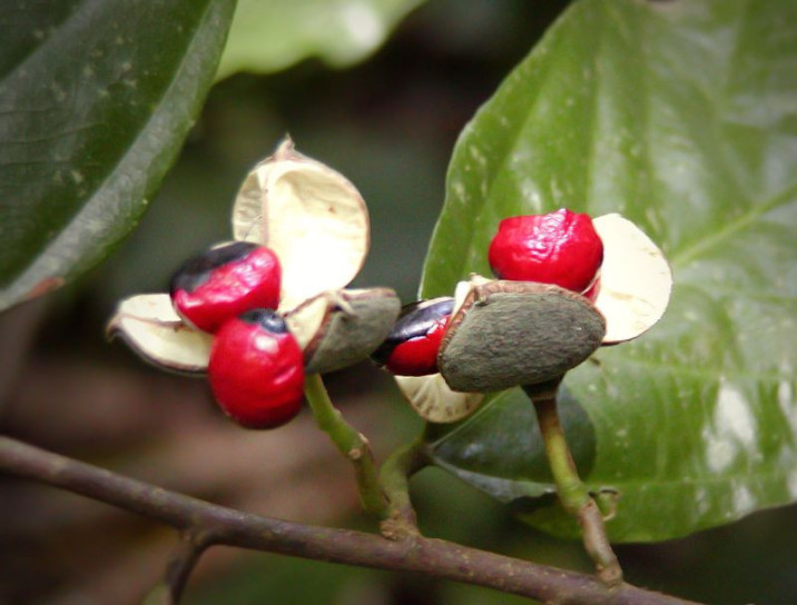 Leptonychia usambarensis