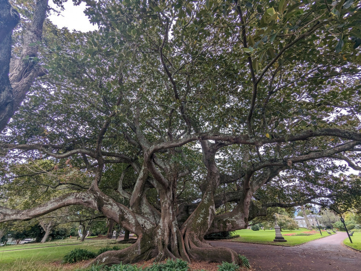 Ficus macrophylla