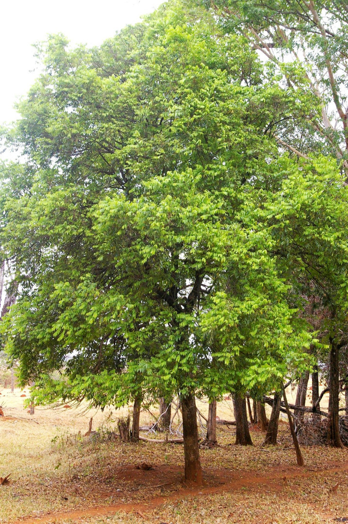Casearia gossypiosperma