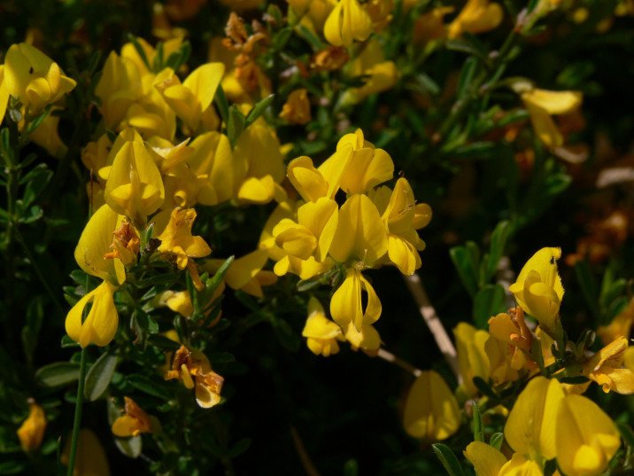 Genista pilosa