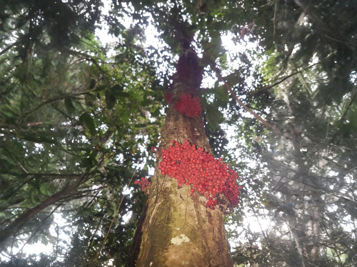 Theobroma speciosum