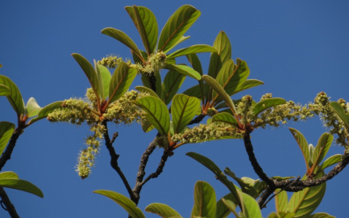 Terminalia brasiliensis