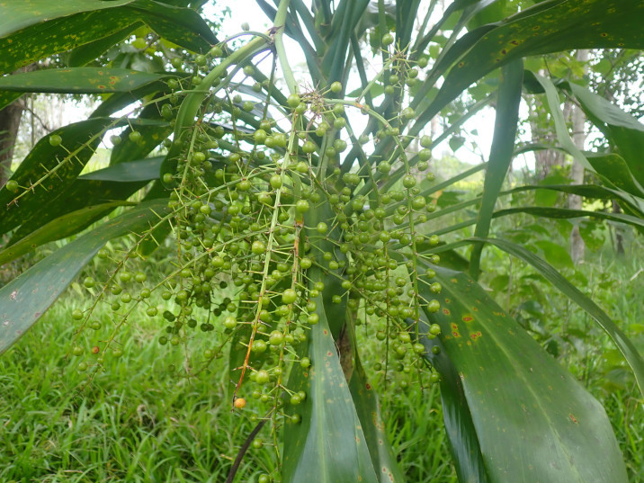 Cordyline manners-suttoniae