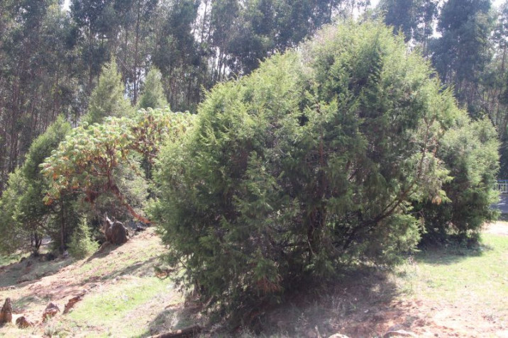 Juniperus procera