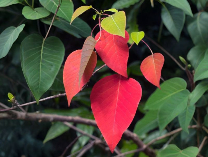 Homalanthus novoguineensis