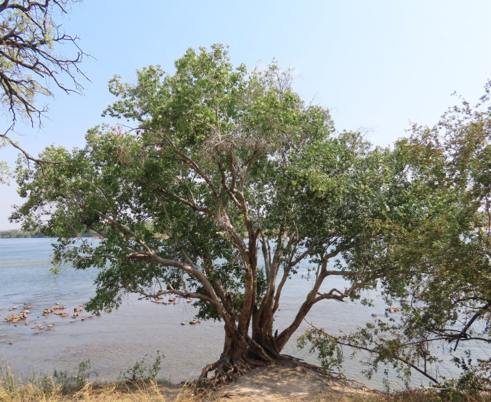 Syzygium guineense