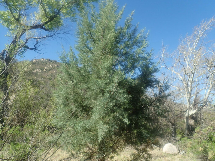 Cupressus arizonica