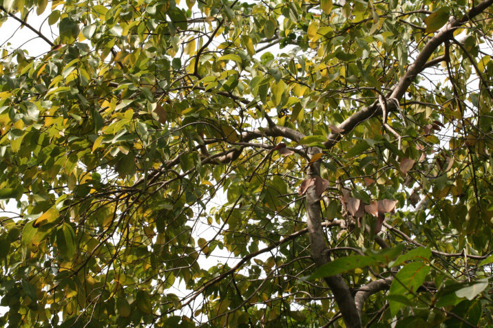 Cinnamomum verum