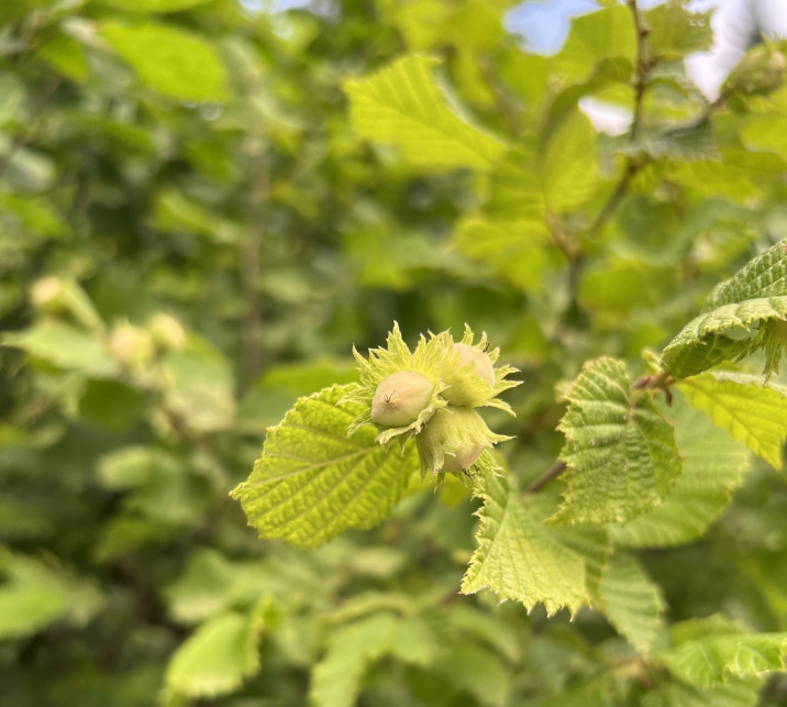 Corylus avellana